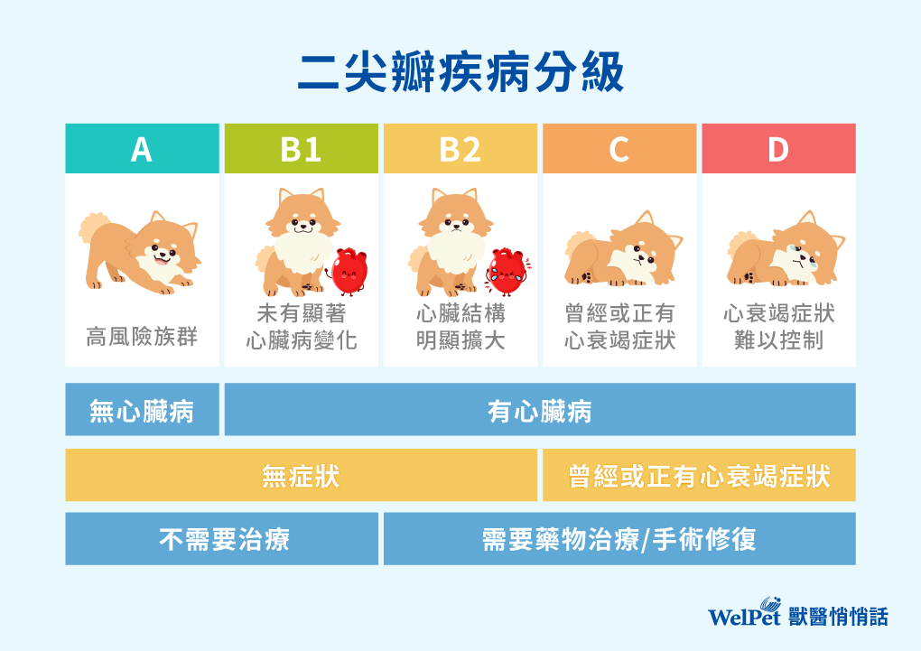二尖瓣疾病分級