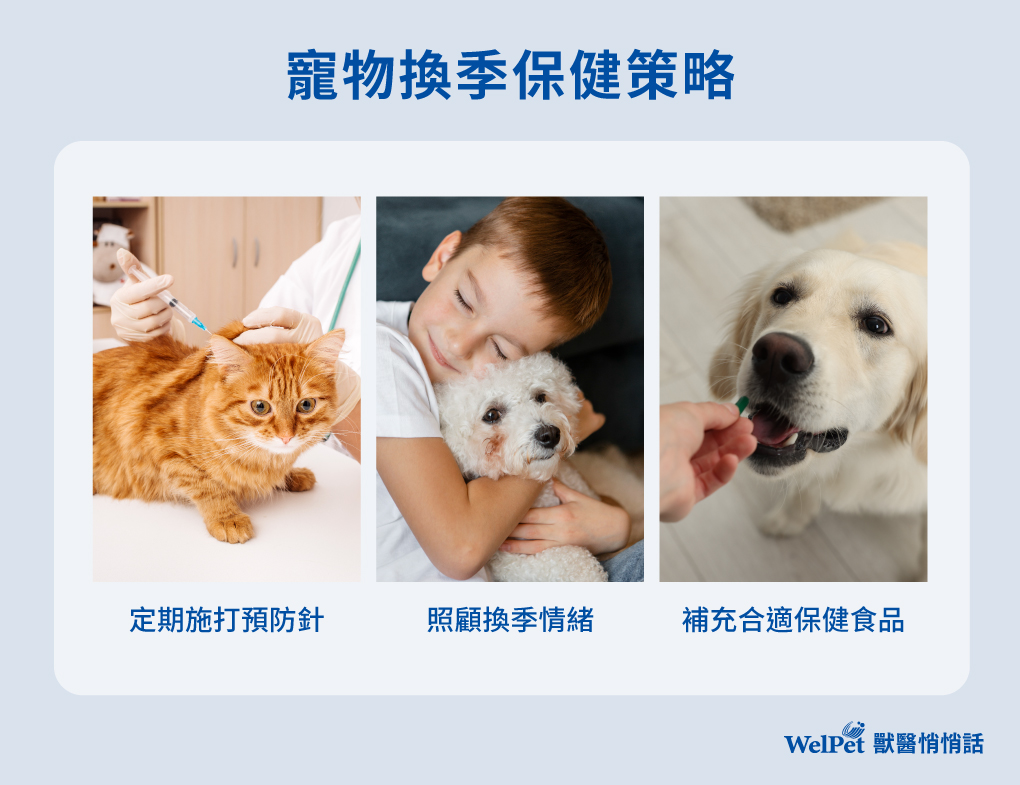 welpet-換季寵物保健:幫助貓狗增強免疫力
